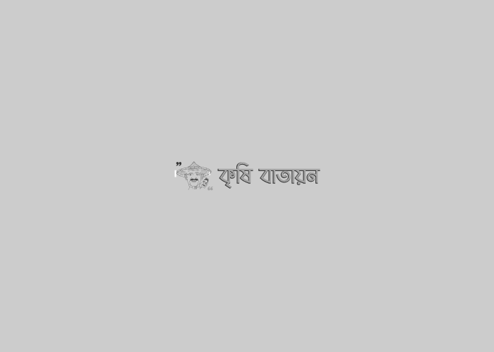 বিশ্বনাথে অসময়ে লাউ চাষে কৃষকের সাফল্য