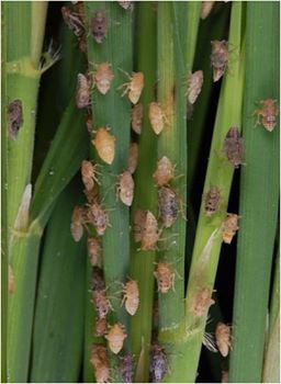 ধানের বাদামী গাছ ফড়িং  এর ক্ষতি থেকে রক্ষা পেতে হলে