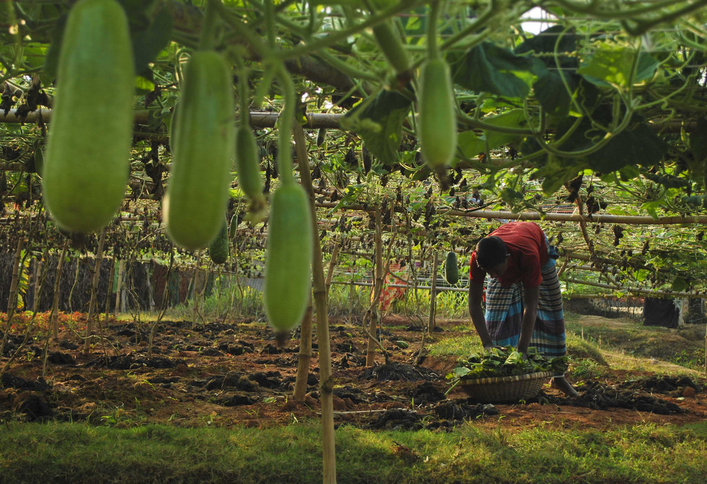 বিশ্বনাথে অসময়ে লাউ চাষে কৃষকের সাফল্য