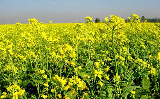 সরিষার উচ্চফলনশীল জাত পরিচিতি