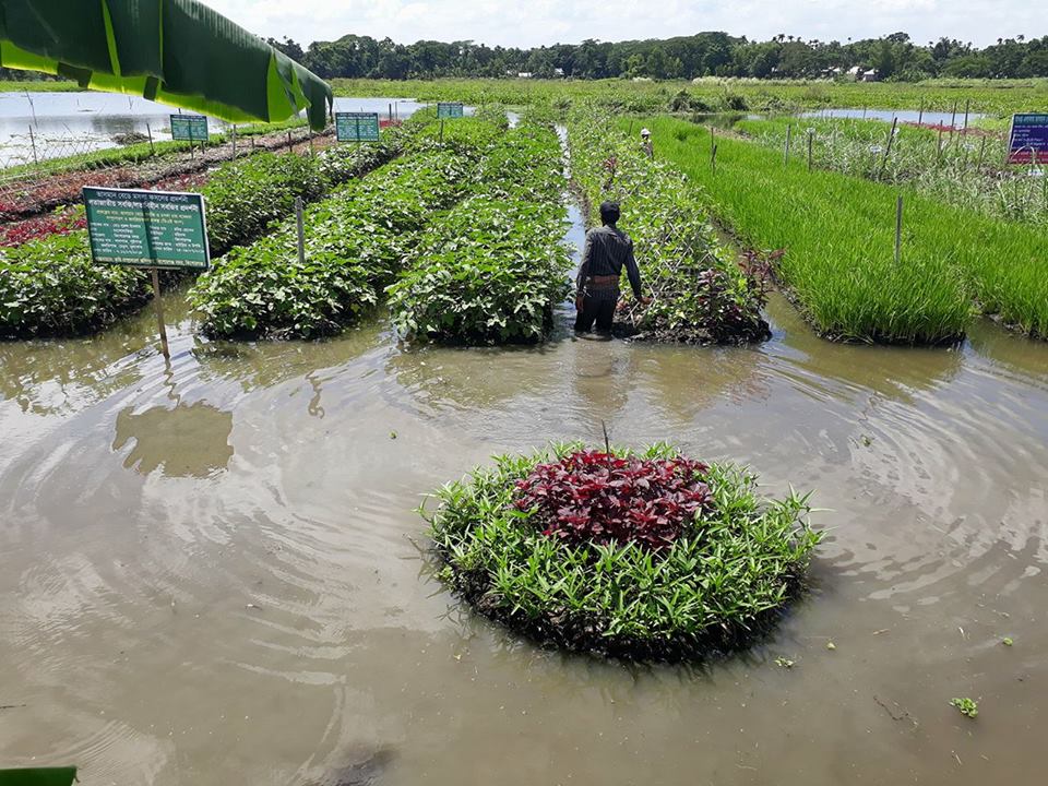 ভাসমান বে‌ডে চাষ