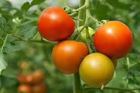 বাংলাদেশের কৃষি