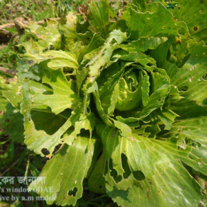বাঁধাকপির লেদা পোকা