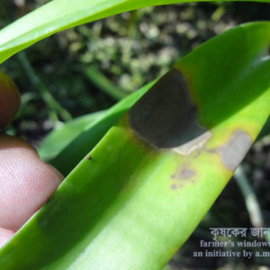 অর্কিডের পাতার বাদামি দাগ রোগ