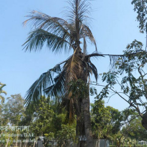 নারিকেলের গোবরে পোকা