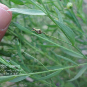 তিসির কান্ড পচা রোগ