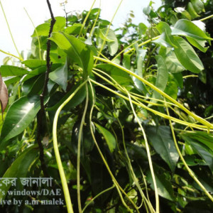 লিচুর পরগাছা সমস্যা