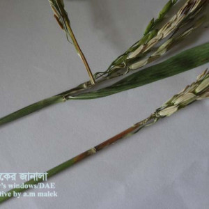 নেক ব্লাষ্ট