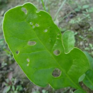পালংশাকের ফ্লি বিটল পোকা