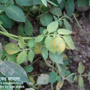 আলুর নাইট্রোজেন সারের ঘাটতি