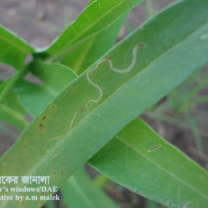 কলমিশাকের পাতা সুড়ঙ্গকারী পোকা