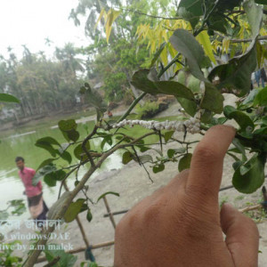 লেবুর কুশন স্কেল পোকা